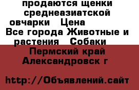 продаются щенки среднеазиатской овчарки › Цена ­ 30 000 - Все города Животные и растения » Собаки   . Пермский край,Александровск г.